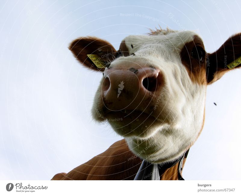 Na und? Kuh Rind Landwirtschaft Bauernhof Schnauze Froschperspektive Wiese braun Länder Himmel Nase fliegen blau cow country nose Außenaufnahme