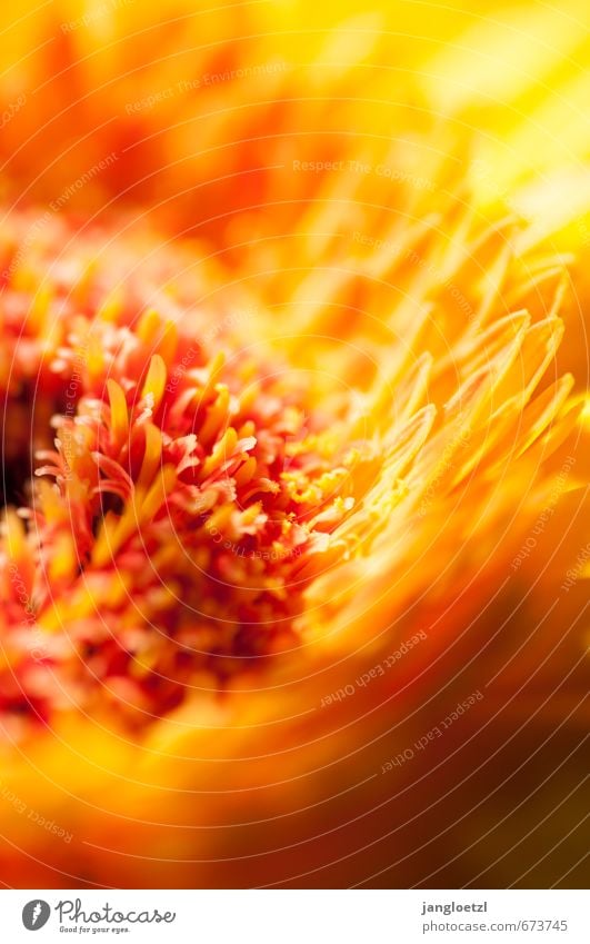 Gerbera Pflanze Sommer Blume Blüte Topfpflanze atmen berühren Blühend Duft Erholung leuchten authentisch fantastisch Glück schön natürlich gelb orange rot