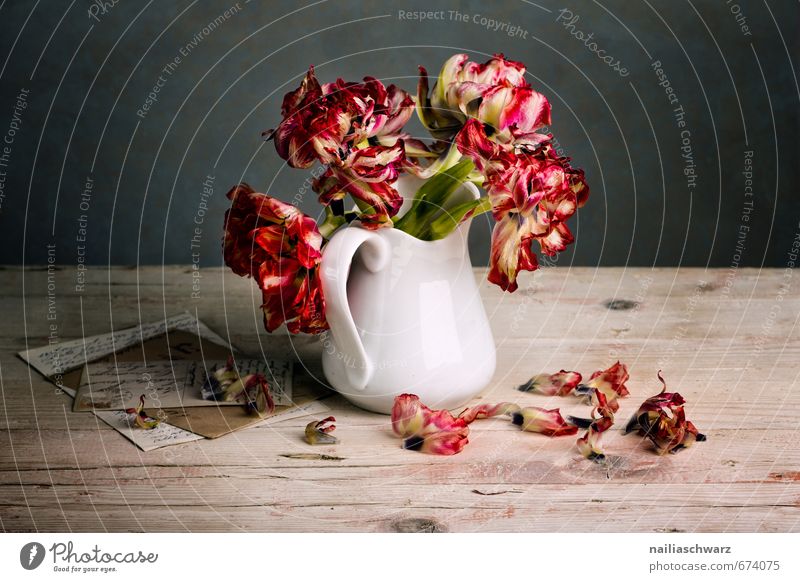 Stillleben mit Tulpen Blume Blumenstrauß Vase Brief Postkarte Holz Glas Duft verblüht dehydrieren natürlich retro schön grau rot Stimmung Frieden Idylle