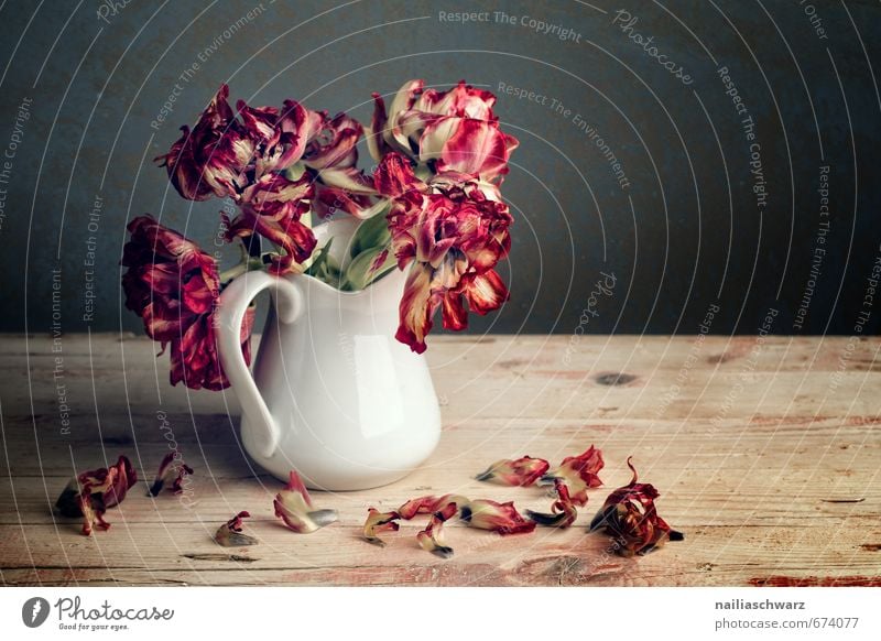 Stillleben mit Tulpen Pflanze Blumenstrauß Holz Blühend verblüht dehydrieren Duft elegant schön natürlich retro trocken rot Romantik Trauer ästhetisch Farbe