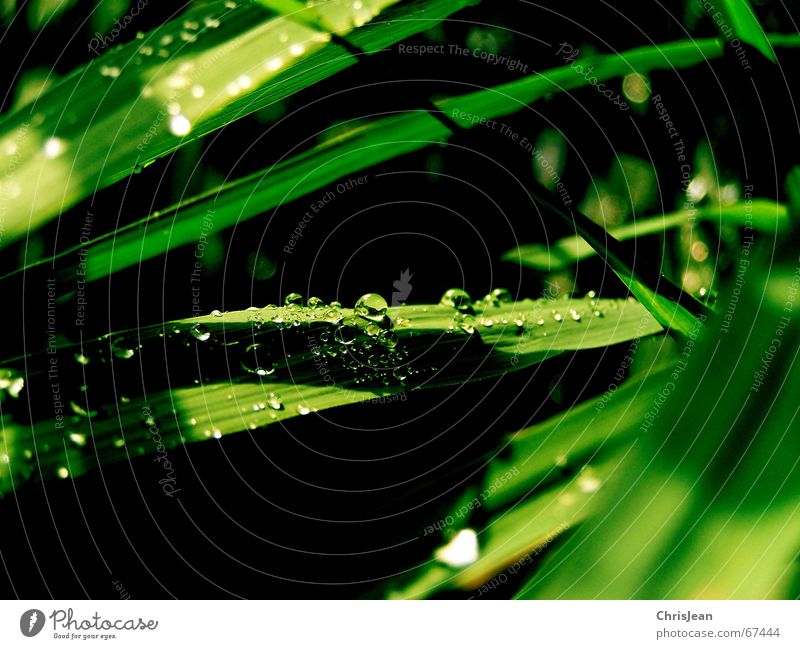 Broadway Wasserstraße Wassertropfen grün träumen nass Natur Erholung ruhig Urwald Zoo Straße Eisenbahn tröpfchen beads schön water drip sheet sheets dream wet
