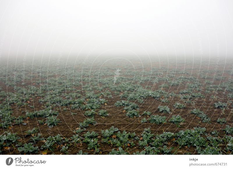 früh aufs Feld | spooky agriculture Landwirtschaft Forstwirtschaft Erde Luft Horizont Herbst Winter Klima schlechtes Wetter Nebel Pflanze Nutzpflanze