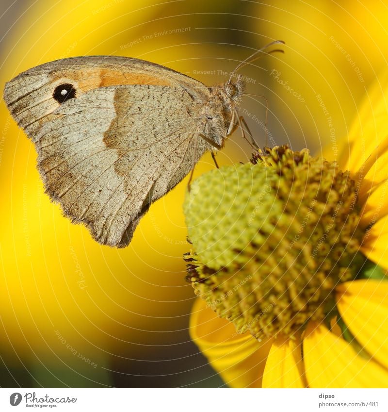 Maniola Jurtina Schmetterling Ochsenauge Blüte gelb Staubfäden Sommer Rüssel saugen Fühler leicht filigran Insekt Nektar Pollen Stempel Sonne sauger Auge Flügel