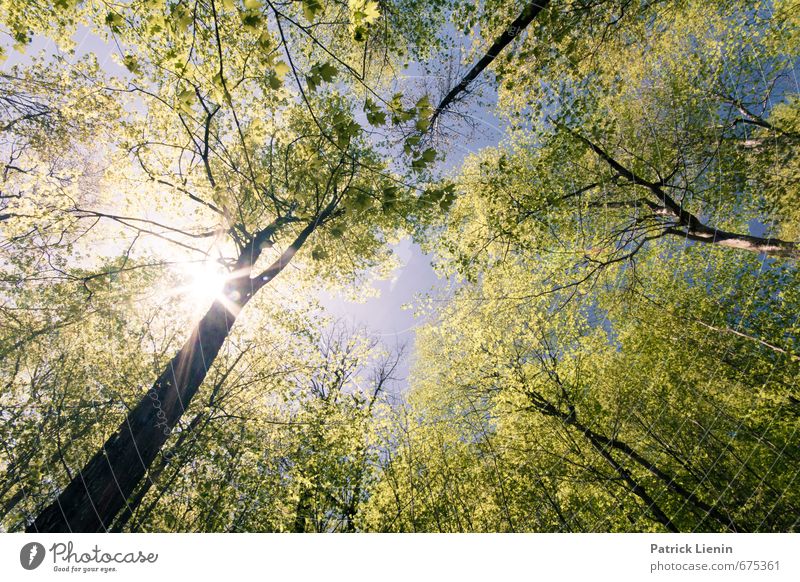 explosions in the sky Umwelt Natur Landschaft Urelemente Luft Himmel Frühling Sommer Klima Schönes Wetter Pflanze Baum Wald Abenteuer Duft Einsamkeit