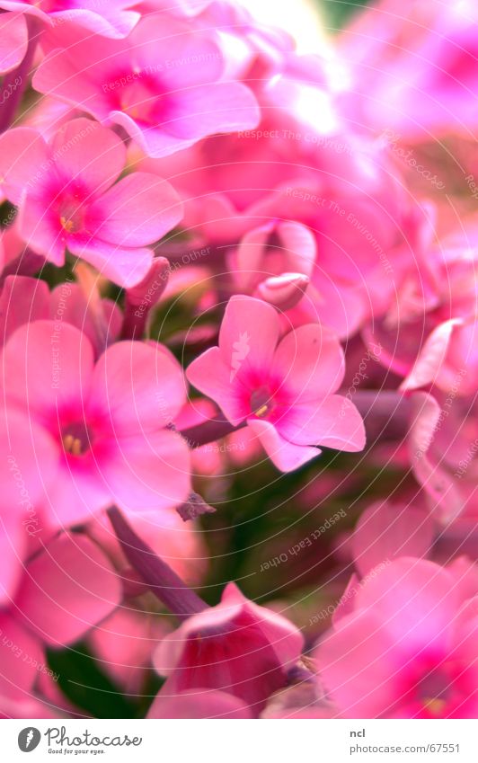 Blumenmeer rosa Pflanze Sommer Frühling Blüte Blumenstrauß Sträucher Vielfältig Ferien & Urlaub & Reisen grell Juli mehrere Makroaufnahme weich samtig Romantik