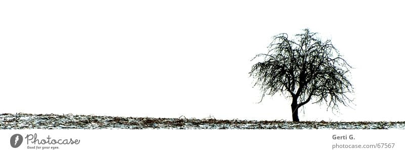 lonely Baum Natur Feld Winter einzeln Einsamkeit Blatt kalt Schnee Jahreszeiten tree field lonesome Ast blattlose äste karg