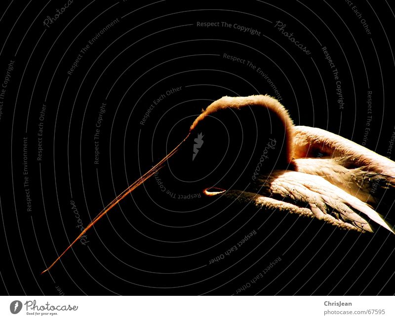 Pelikan Tier Vogel Vogelkopf Schnabel Feder Denken bearbeitet dunkel schwarz Studioaufnahme pelican Stolz reines gewissen animal bird head bill plumage proudly