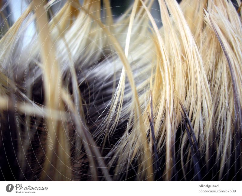 Haar-I-Krischna Haare & Frisuren blond gebleicht färben Haarsträhne Haarstrukturen Detailaufnahme Bildausschnitt Anschnitt Haarspitze Farbe