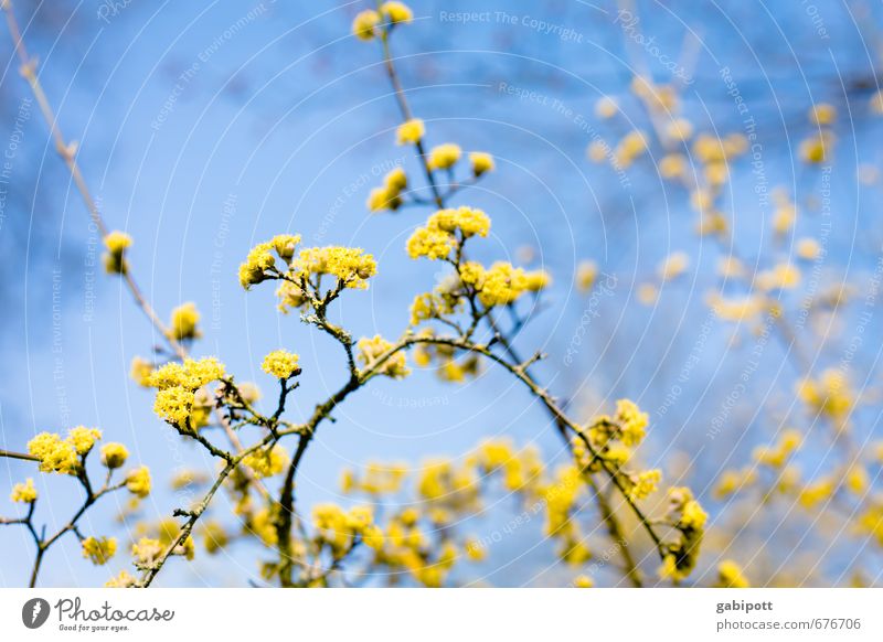 Blühling II Natur Himmel Sonne Sonnenlicht Frühling Schönes Wetter Pflanze Baum Sträucher Blüte Blühend Freundlichkeit Fröhlichkeit natürlich positiv Wärme blau