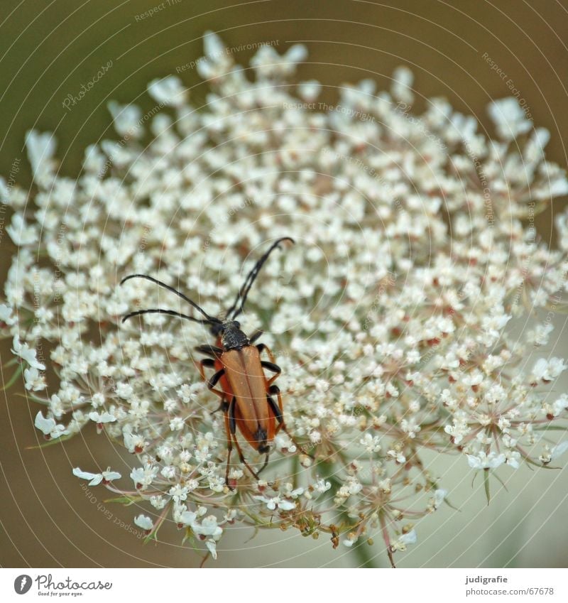 Blüte mit Käfern aufeinander Blume weiß braun schwarz Fühler Insekt Fortpflanzung Sommer noch ein käfer Natur Beine Heilpflanzen Tier Makroaufnahme krabbeln