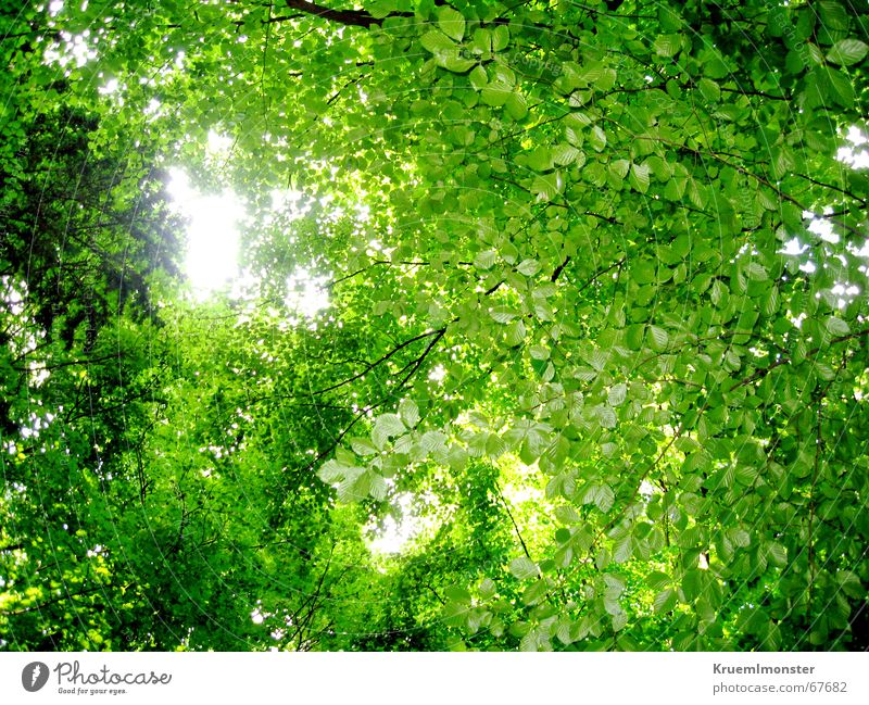Grüne Blätterdecke grün Wald Blatt Baum Sommer Sonne Ast Himmel Lichtblick Wärme