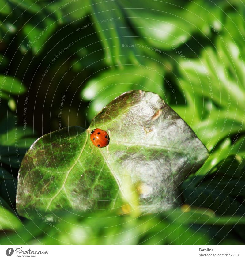 Glück Umwelt Natur Pflanze Tier Frühling Sträucher Blatt Käfer 1 hell klein Wärme grün rot schwarz Marienkäfer Efeu Farbfoto mehrfarbig Außenaufnahme