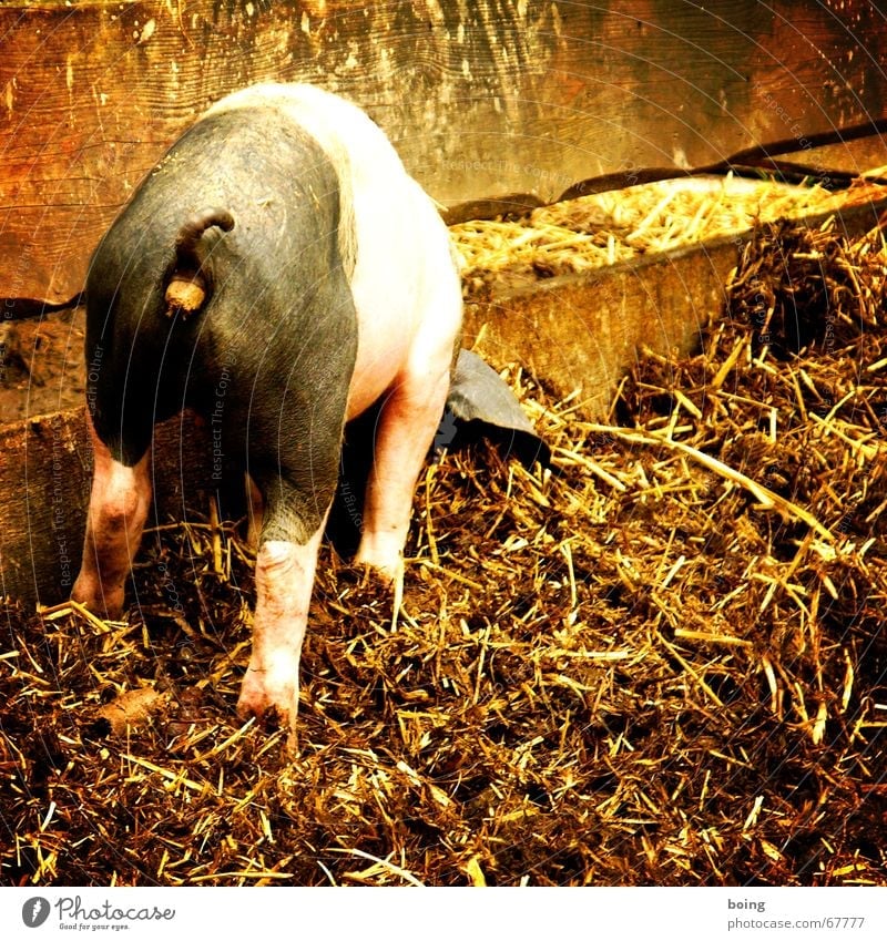 kann gar nicht soviel fressen, wie ich scheißen möchte Kennwort Verdauungsystem Düngung Pferch Saustall Schwein Haustier Bioprodukte Biologische Landwirtschaft
