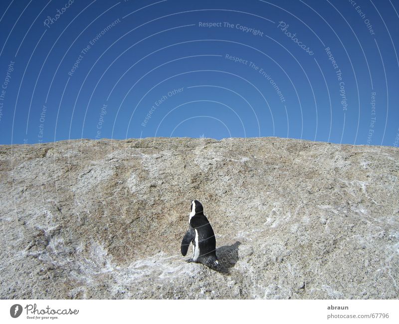 pinguin sucht wasser Pinguin Südafrika Kapstadt Horizont Meer Himmel blau oben