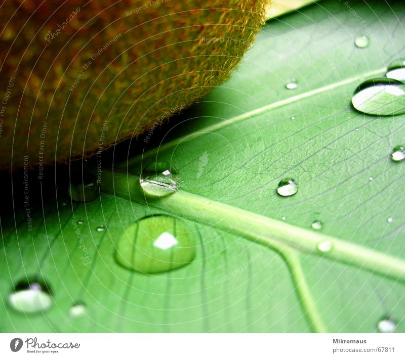 Kiwi mit Tropfen Frucht Ernährung Wellness Gesundheit Wassertropfen Tränen Trinkwasser Regen nass grün Pflanze Blatt Blattadern Gefäße Makroaufnahme Nahaufnahme