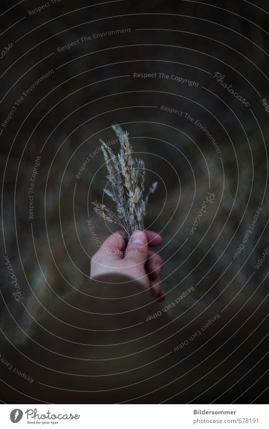 Once Frau Erwachsene Hand 1 Mensch Zufriedenheit Erholung Kraft Leben Natur Trauer Umwelt Verfall Vergänglichkeit Wiese Gras grün grau trist Ernte trocken