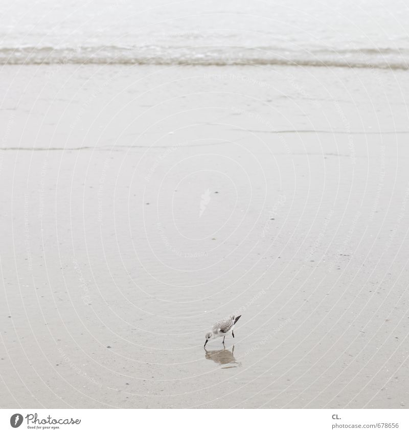 tjick Ferien & Urlaub & Reisen Strand Meer Insel Wellen Umwelt Natur Landschaft Wasser Küste Nordsee Tier Vogel sanderling wattvogel Schnabel 1 klein