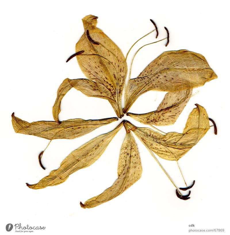 Lilie | getrocknete Blüte in Einzelteile zerlegt auf weißem Grund. Pflanze Blume gepresst flach trocken Blütenblatt Staubfäden gelb Vogelperspektive
