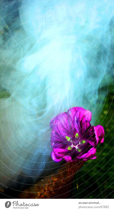 passivraucher. Schalen & Schüsseln schön Rauchen Feuer Luft Nebel Blume Gras Rost atmen Blühend Duft Traurigkeit bedrohlich dunkel grün violett rosa