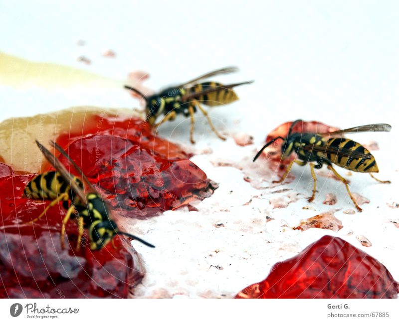 HURRA wir leben noch ! Wespen Insekt stechen Wespennest Marmelade Teller rot weiß gestreift Tier bienenstich weschpeneschd Bienenwaben wespenplage Flügel