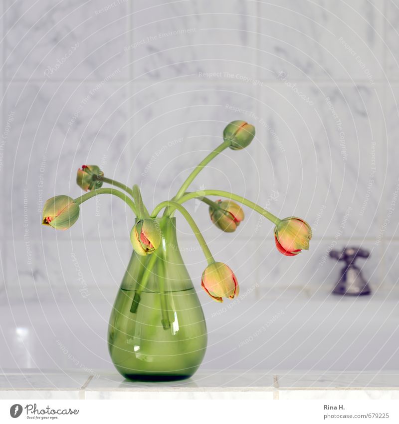im Bade Häusliches Leben Badewanne Tulpe Blühend gelb grau grün Blütenknospen Glasvase Vase Wasserhahn Fliesen u. Kacheln Farbfoto Innenaufnahme Menschenleer