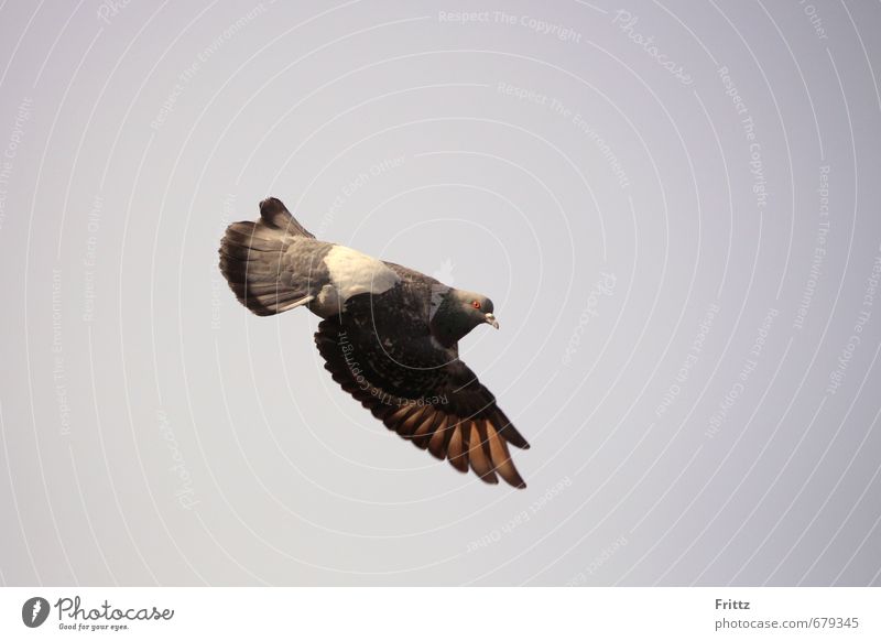 da unten Natur Luft Himmel Tier Vogel Taube Flügel 1 fliegen Geschwindigkeit braun grau weiß zeigt zeigen Blick nach unten Farbfoto Außenaufnahme Menschenleer