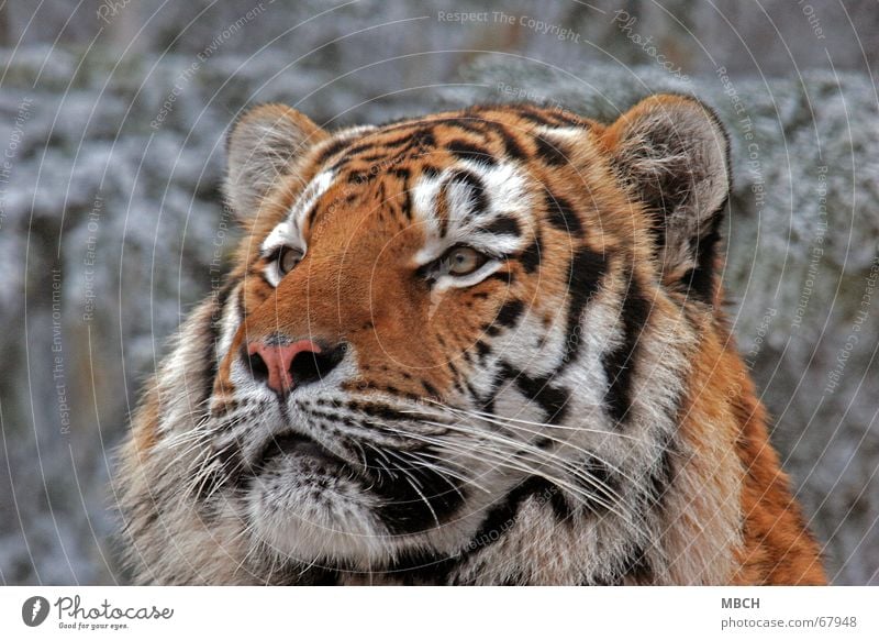 Fasziniert Tiger Tier Katze Raubkatze schwarz weiß Fell Muster Streifen orange beobachten Blick Ohr Auge Nase Schnee Wildtier
