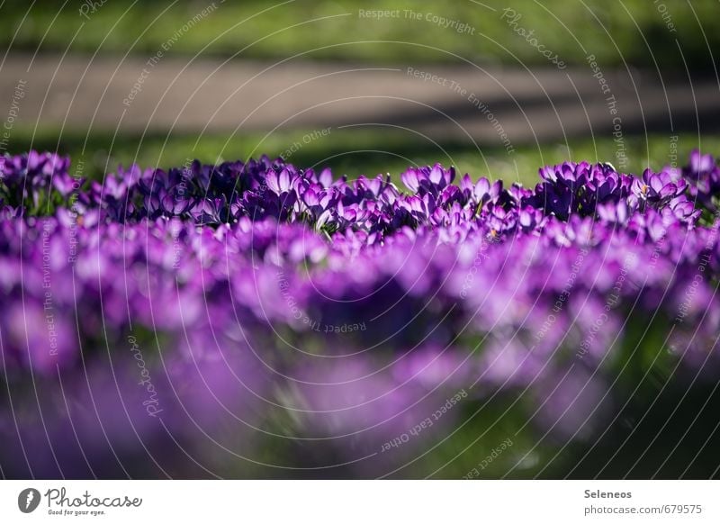 Krokusnussfeld Umwelt Natur Landschaft Pflanze Frühling Blume Gras Blüte Krokusse Garten Park Wiese Blühend violett Farbfoto Außenaufnahme Menschenleer Tag