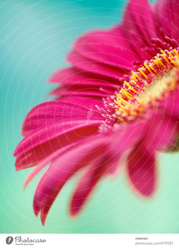 pink Muttertag Geburtstag Natur Frühling Sommer Blume Blüte Gerbera Frühlingsfarbe Blumenstrauß rosa türkis Frühlingsgefühle Farbfoto Menschenleer