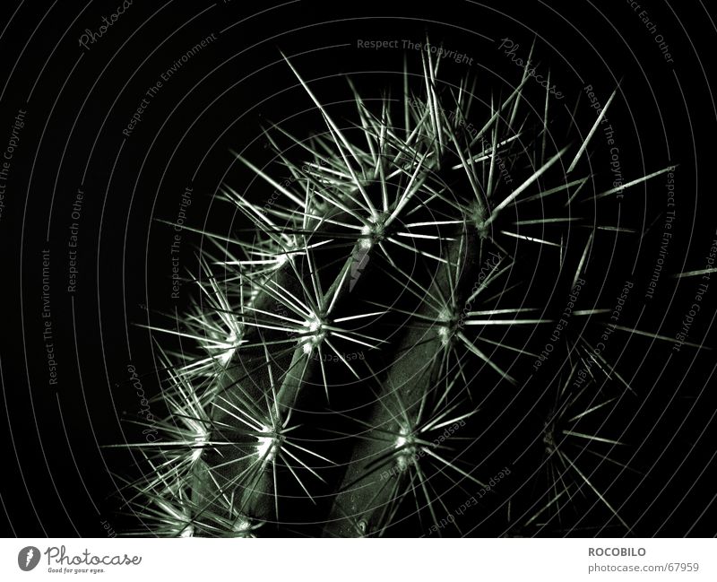 Echinocereus triglochidiatus Kaktus Pflanze dunkel Dorn stachelig stechen Schwarzweißfoto pieksen Spitze
