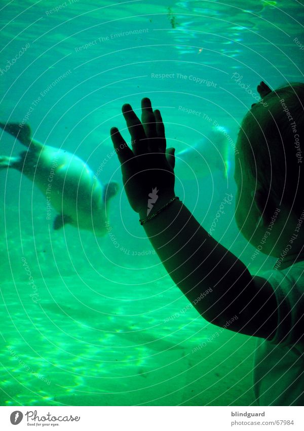 Sophies (Unterwasser-)Welt [2] Kind Kleinkind Unterwasseraufnahme Zoo Seehund Tier klopfen Frankfurt am Main stehen Blick gefangen tauchen Wellen sophie child