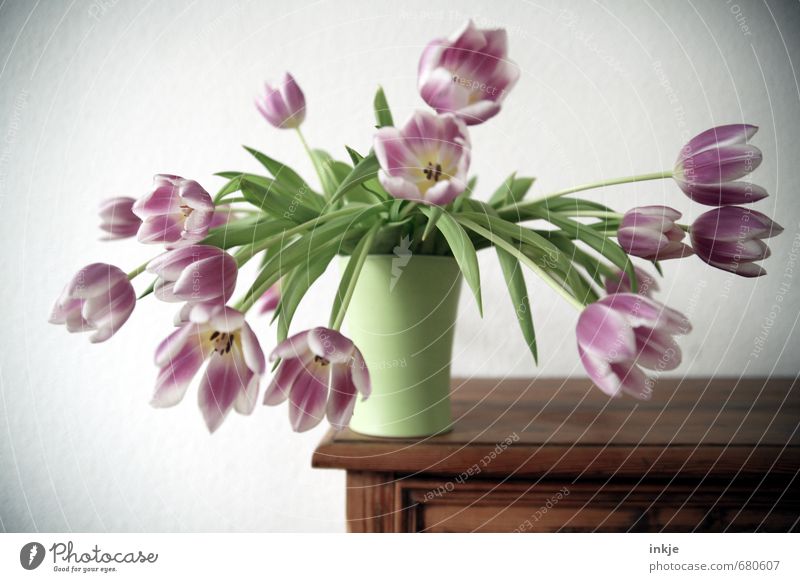 ohne Kindersicherung Lifestyle Stil Freizeit & Hobby Häusliches Leben Dekoration & Verzierung Kommode Blume Tulpe Blumenstrauß Vase Blühend hängen schön grün