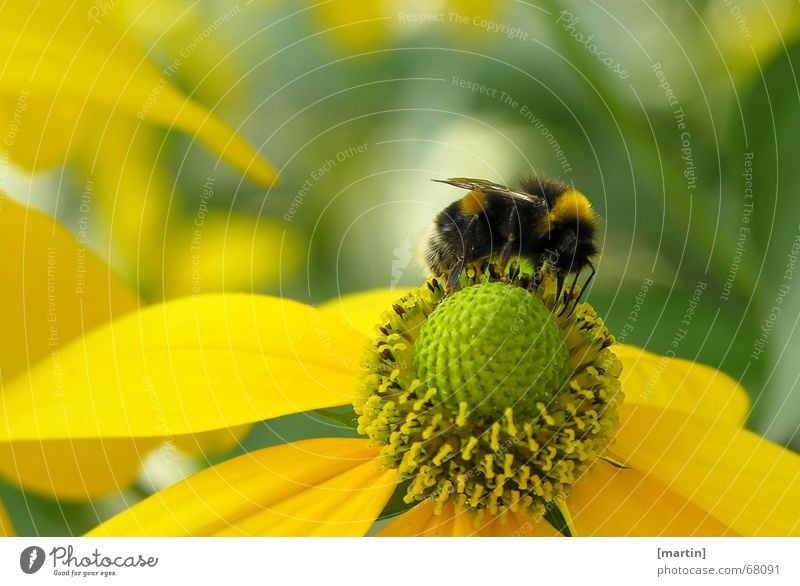 Hummel (Bombus) Außenaufnahme bestäuben Biene Blume Blüte Pollen Nahaufnahme mehrfarbig Fröhlichkeit gelb grün Insekt krabbeln Licht Makroaufnahme Ernährung