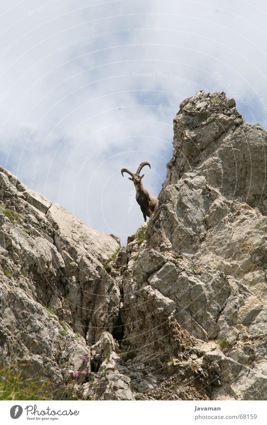 Der Bock. Schweiz Tier Steinbock Ziegen Geröll Berge u. Gebirge