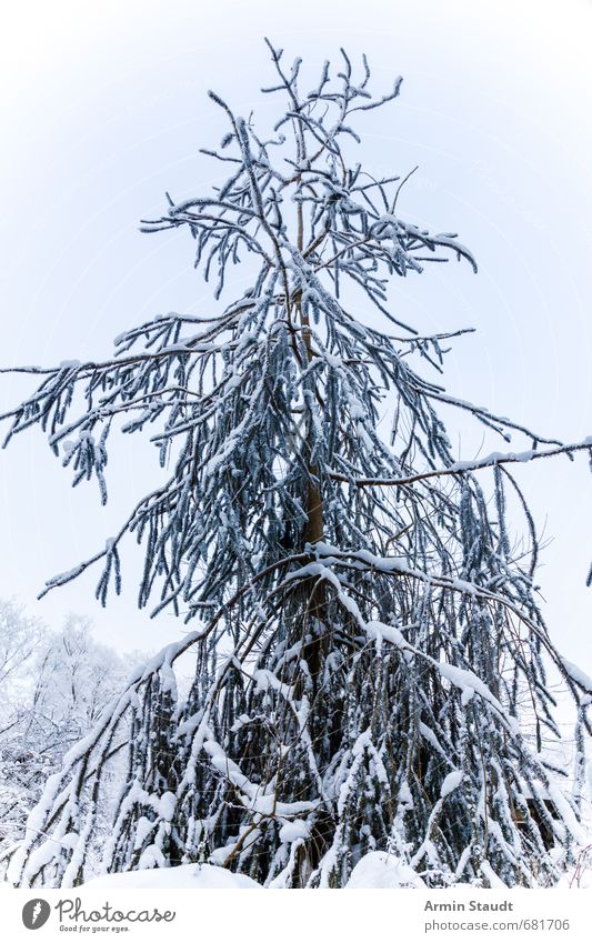 Oh Tannenbaum ruhig Winter Schnee Umwelt Natur Himmel Schönes Wetter Baum Wald frisch kalt natürlich weiß Stimmung Farbfoto Außenaufnahme Detailaufnahme