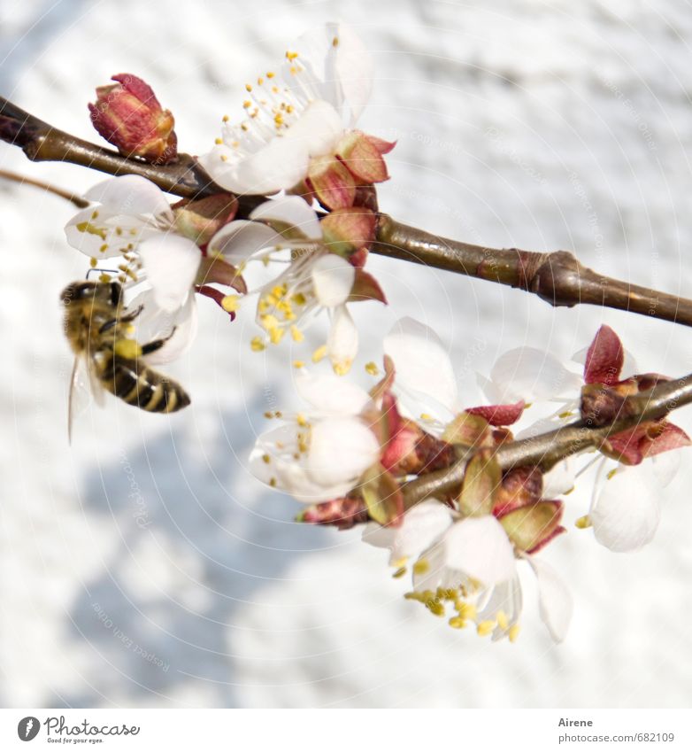 fleißig, fleißig Pflanze Blüte Zweig Aprikosenblüte Obstbaum Baumblüte Tier Nutztier Biene 1 Arbeit & Erwerbstätigkeit Blühend Duft fliegen krabbeln klein Wärme
