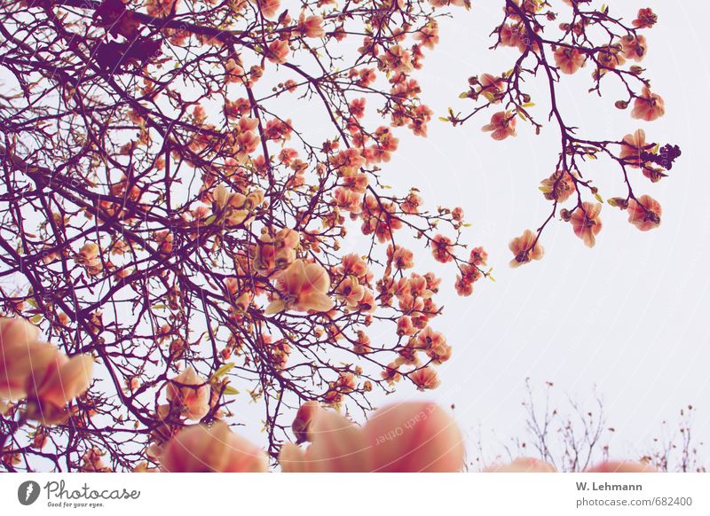Magnolie(n) Umwelt Wolken Frühling Pflanze Baum Magnolien Park Macht Hilden Farbfoto Außenaufnahme Experiment Tag Unschärfe Zentralperspektive