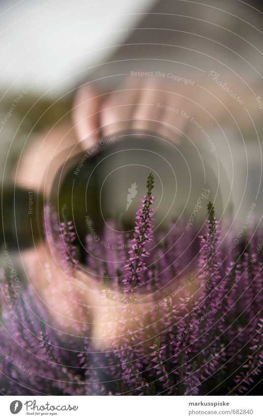 lavendel Fotokamera Objektiv Mensch maskulin Mann Erwachsene Hand Pflanze Tier Schmalblättrig Lavendel Lavandula Blume Blütenknospen Blatt Haus Fenster