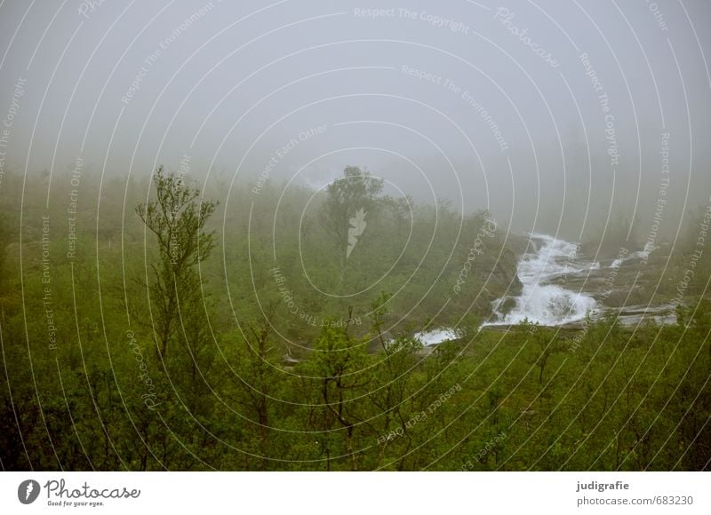 Norwegen Umwelt Natur Landschaft Pflanze Wasser Klima Wetter Nebel Wald Hügel Berge u. Gebirge Fluss Wasserfall dunkel kalt natürlich wild Stimmung Einsamkeit