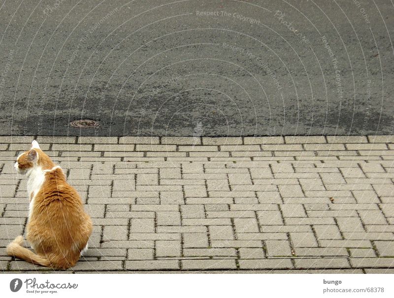 sedens, exspectans, desiderans Katze Haustier Fell Langeweile trist ruhig Blick Erholung Bürgersteig Asphalt Regenrinne Gully Teer leer Trauer Verkehrswege