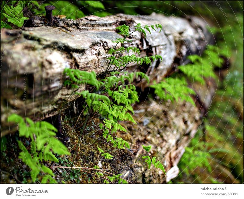 Moos und Farn Holz nah Unschärfe grün erdig morsch Echte Farne Makroaufnahme Erde alt verfallen