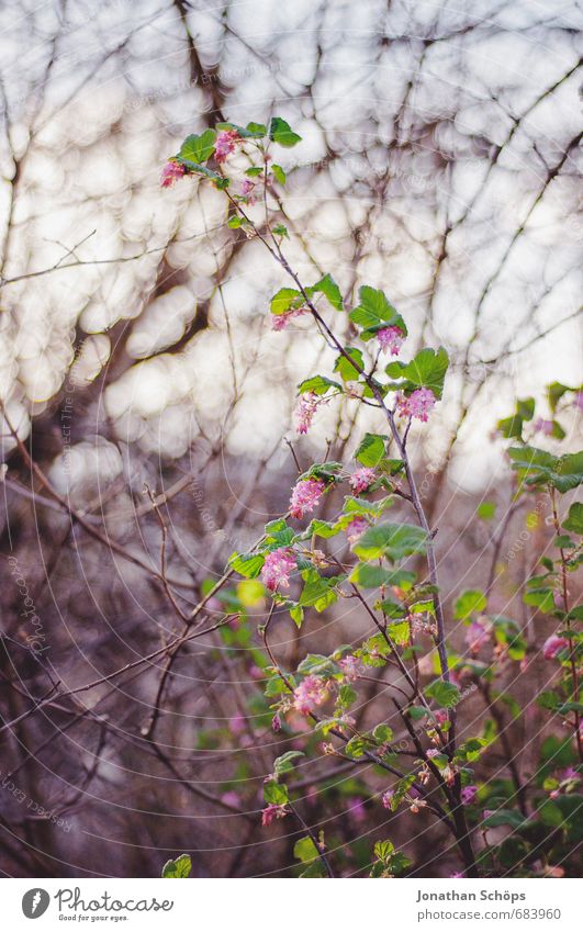 rosa Firlefanz Umwelt Natur Pflanze Baum Blume Sträucher Blatt Blüte Grünpflanze Wildpflanze Park ästhetisch Gefühle Fröhlichkeit Zufriedenheit Leben
