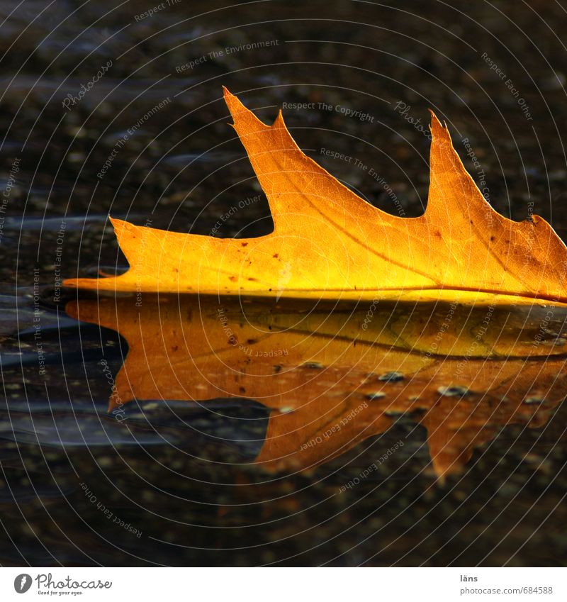 Herbst Umwelt Natur Wasser Blatt Eichenblatt leuchten braun gelb gold schwarz Leichtigkeit Vergänglichkeit Wandel & Veränderung Asphalt Farbfoto Außenaufnahme