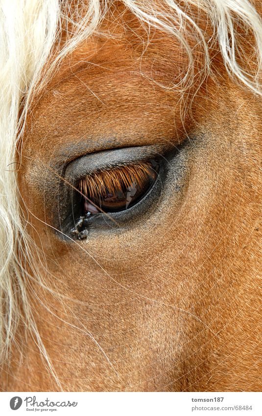 mensch im tier Pferd Mähne Auge Blick Momentaufnahme