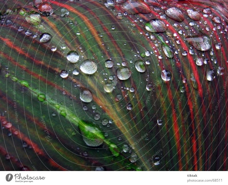 Perlen auf Canna Indica Pflanze grün rot Streifen Wassertropfen Regen frisch nass feucht glänzend Blatt Stengel Wachstum Botanik Linie gießen Natur