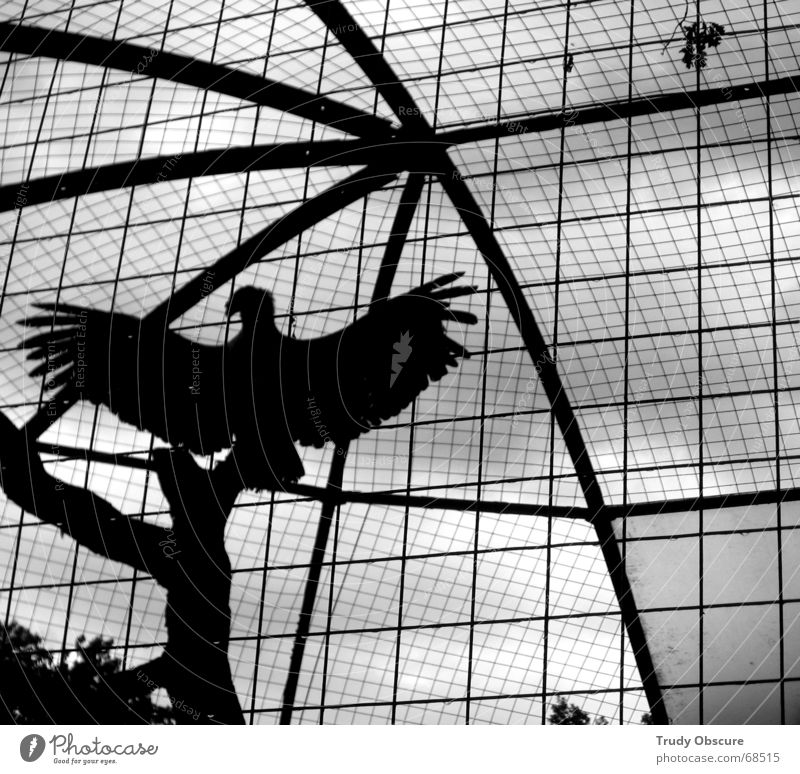 the trapeze swinger Zoo Tiergarten Vogel Zwinger Gitter Käfig Gehege gefangen Haftstrafe Revier beraubung