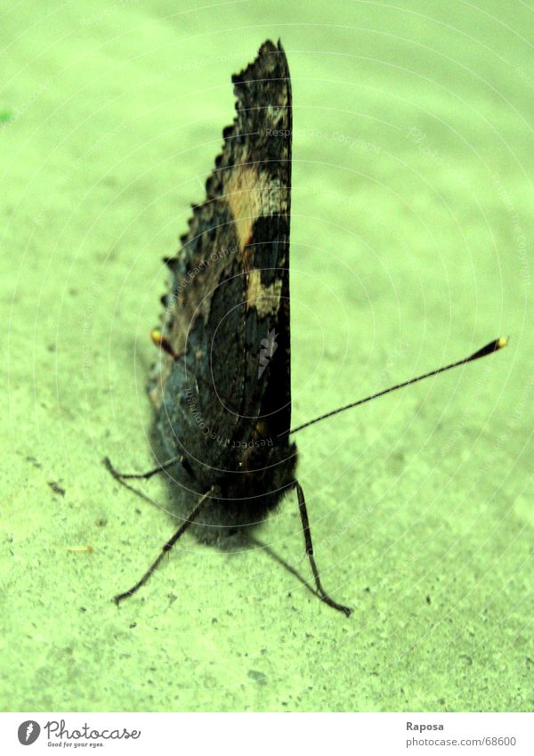 Papillion - er fliegt davon Tier Schmetterling Tagpfauenauge Fühler Insekt Beine Pause edeflfalter sitzen warten neue energie tanken Blick beobachten