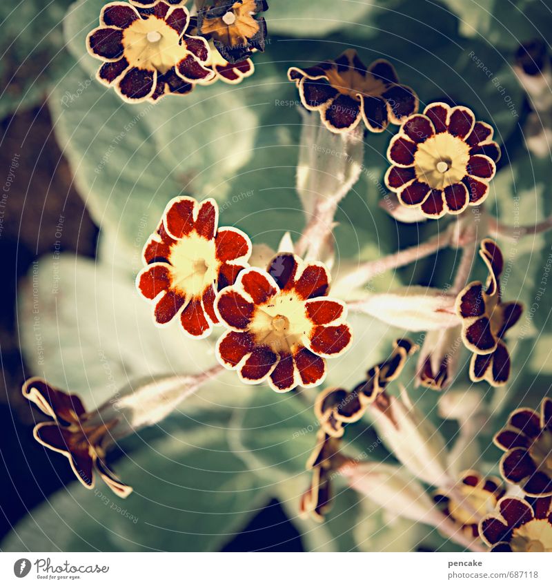 modepüppchen Natur Pflanze Blume Garten trendy Kissen-Primel modern rot Frühling Frühlingsblume Frühlingsblumenbeet Blüte Farbfoto Außenaufnahme Nahaufnahme
