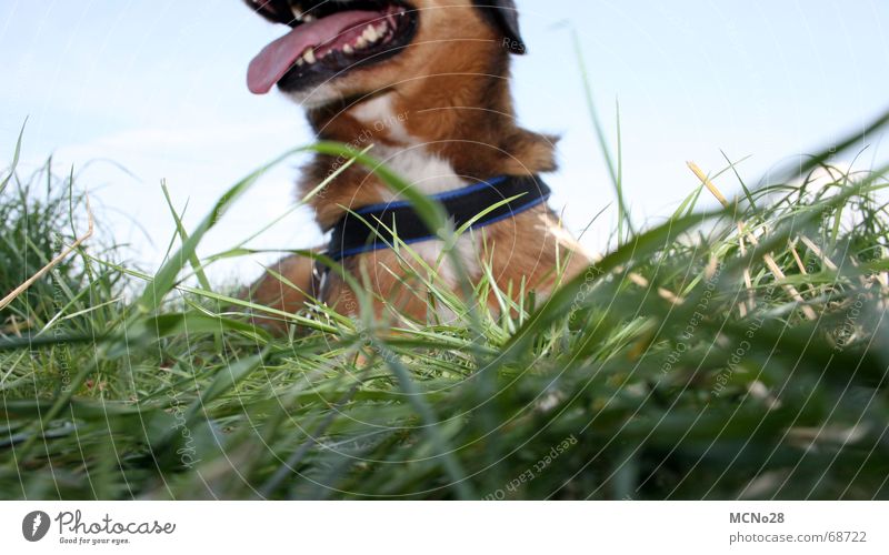 Margarete Hund Gras grün Erschöpfung Wiese Pause Zunge