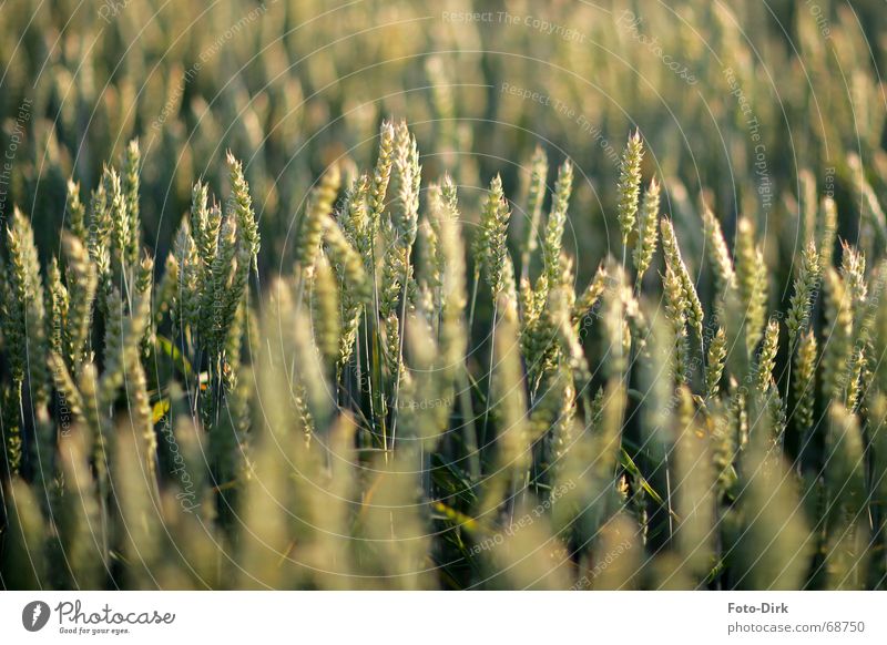 Getreidefeld Feld Weizen Ähren Landwirtschaft Kornfeld